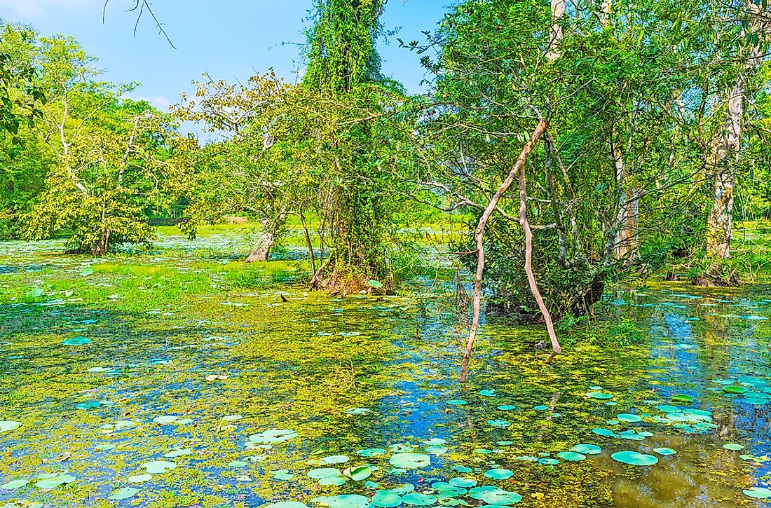 A freshwater swamp forest in Sri Lanka. 