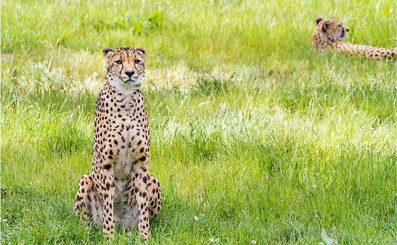 The charismatic Asiatic cheetah, a critically endangered species.