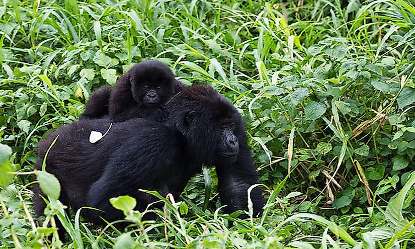 Mountain gorillas in the Virunga National Park