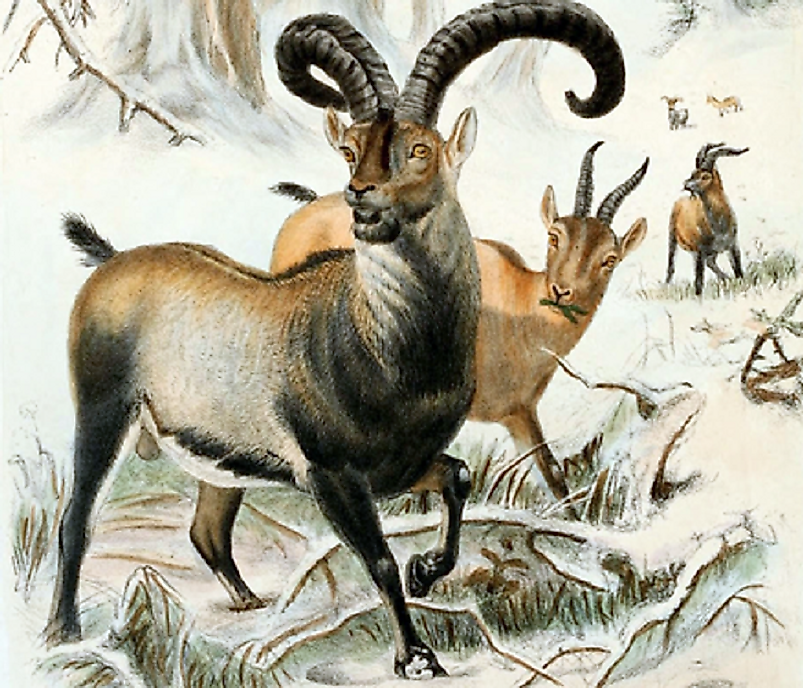 Artist's depiction of the extinct Pyrenean ibex, which has been brought back to life (for a while at least) through cloning.