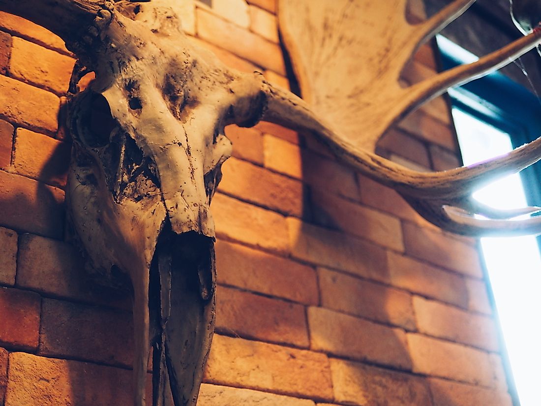 A moose skull being used as decoration. 