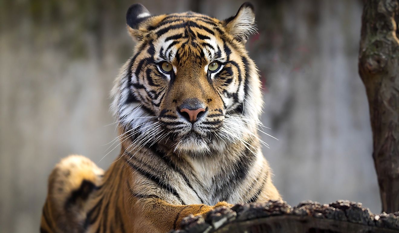 A female Sumatran tiger, Panthera tigris sumatrae.