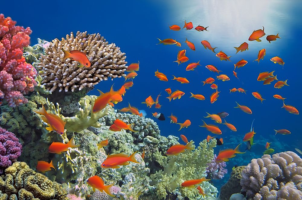 A quarter of marine species make their homes in coral reefs. 
