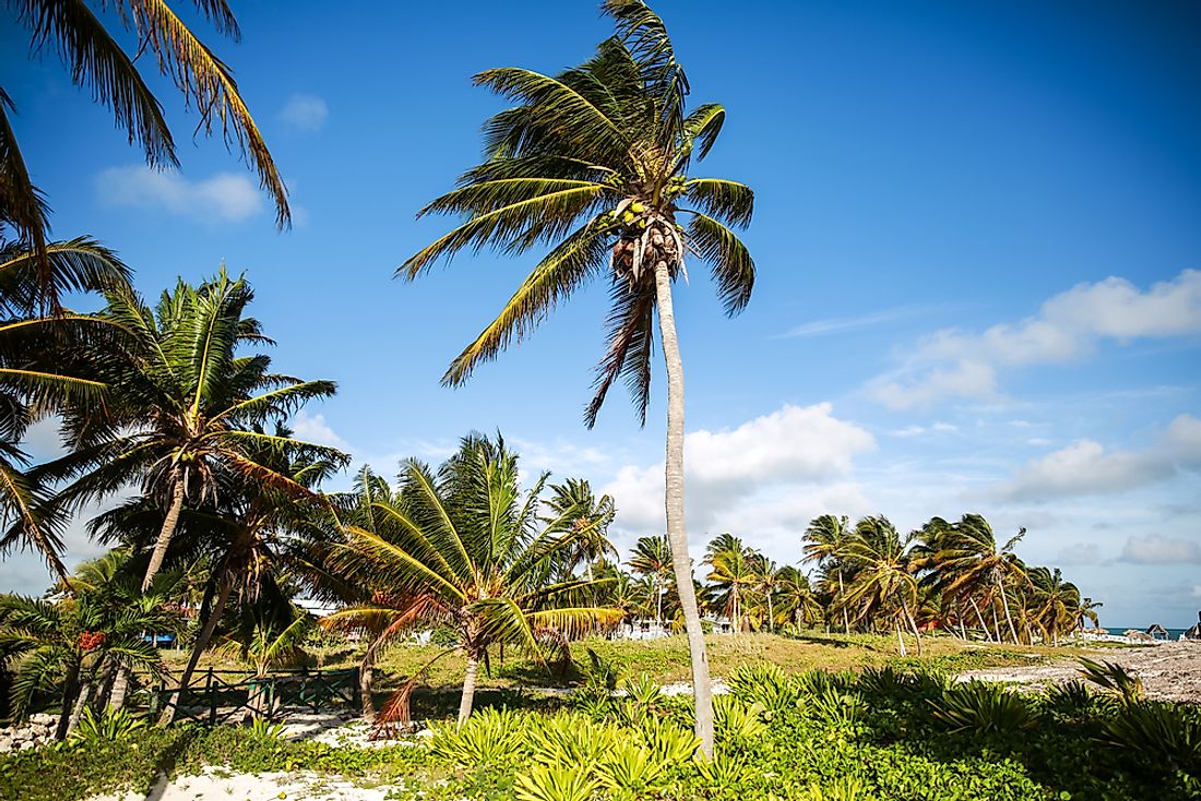 Some plant species, like palm trees, thrive in tropical environments. 