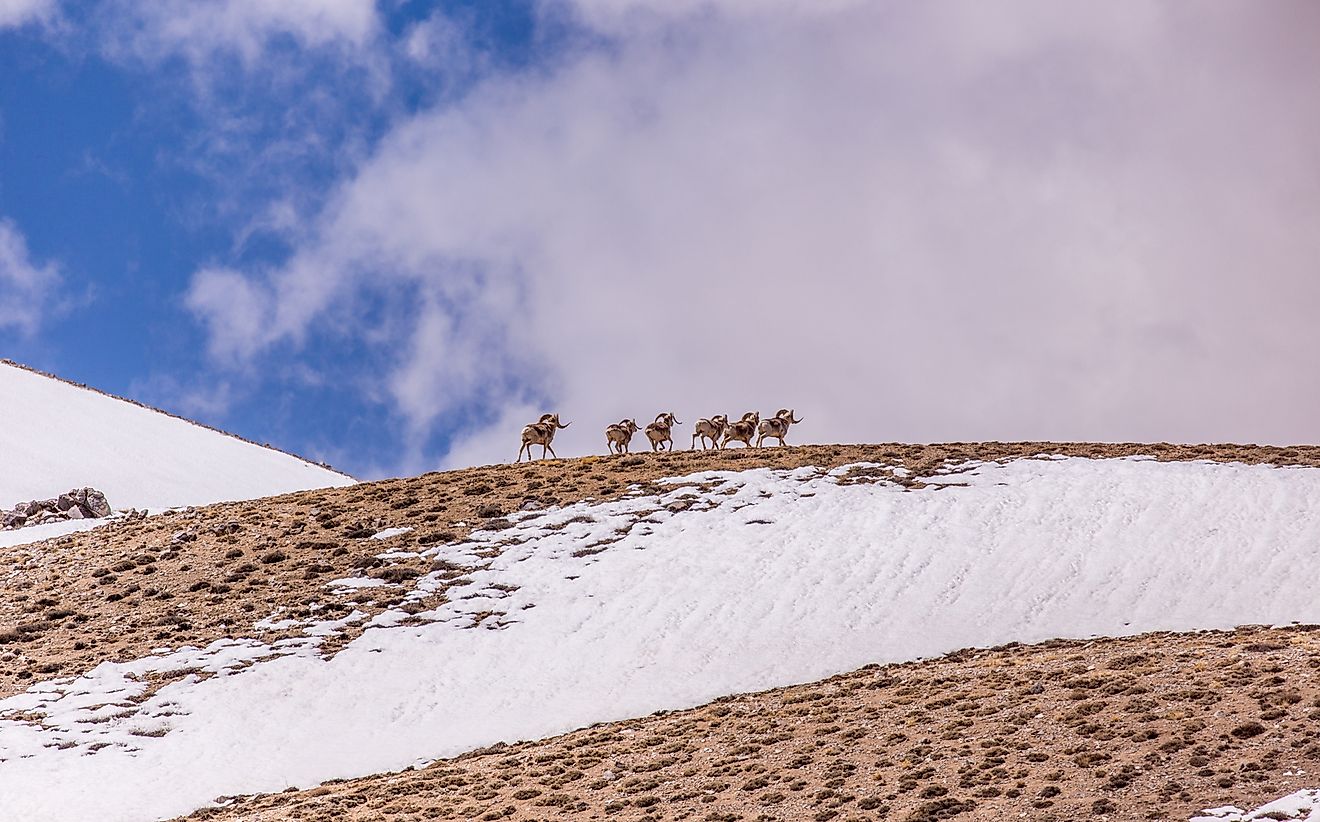 Marco Polo sheep live in Afghanistan. 