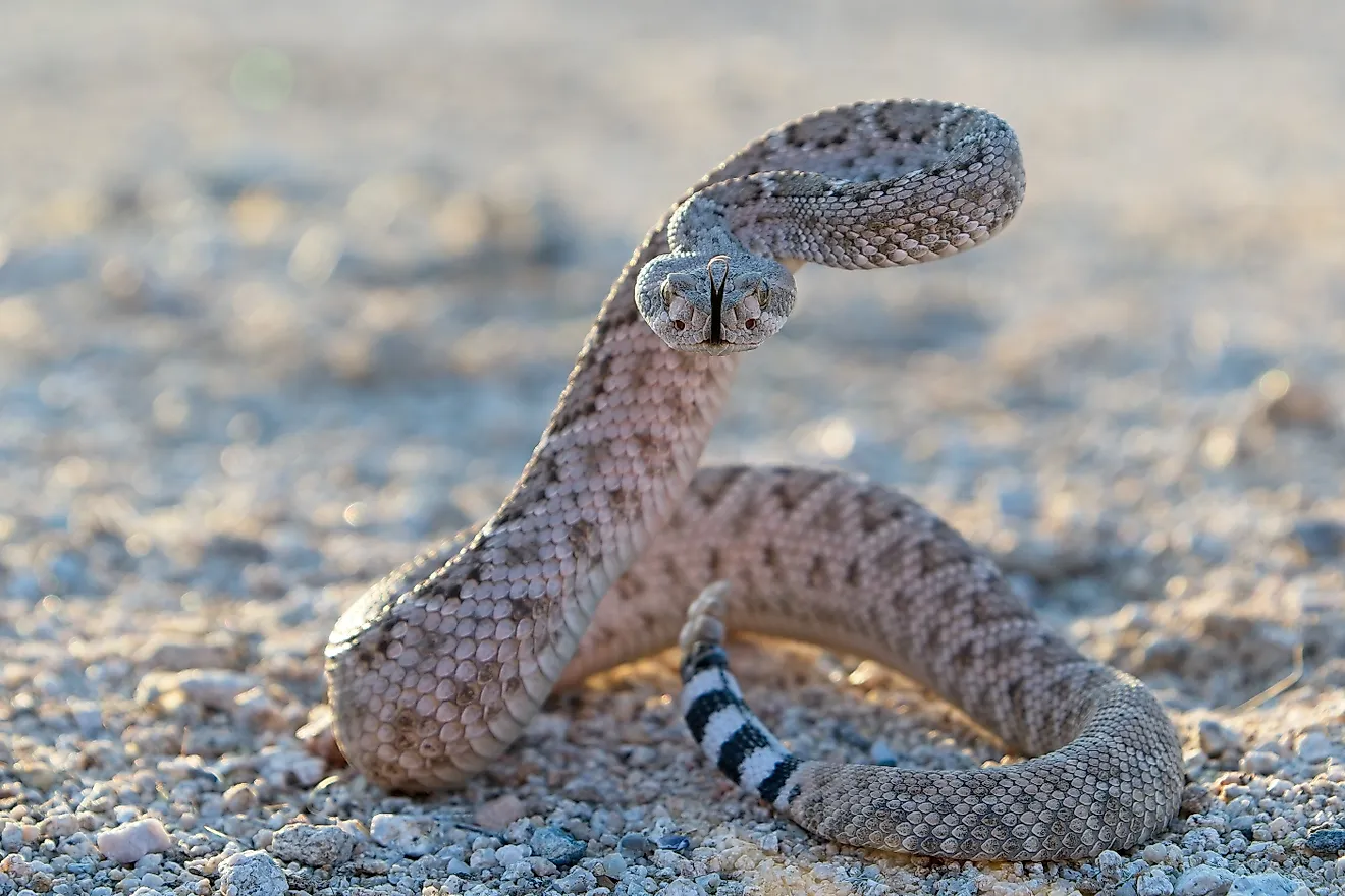 Western Diamondback Rattlesnake (crotalus atrox). 