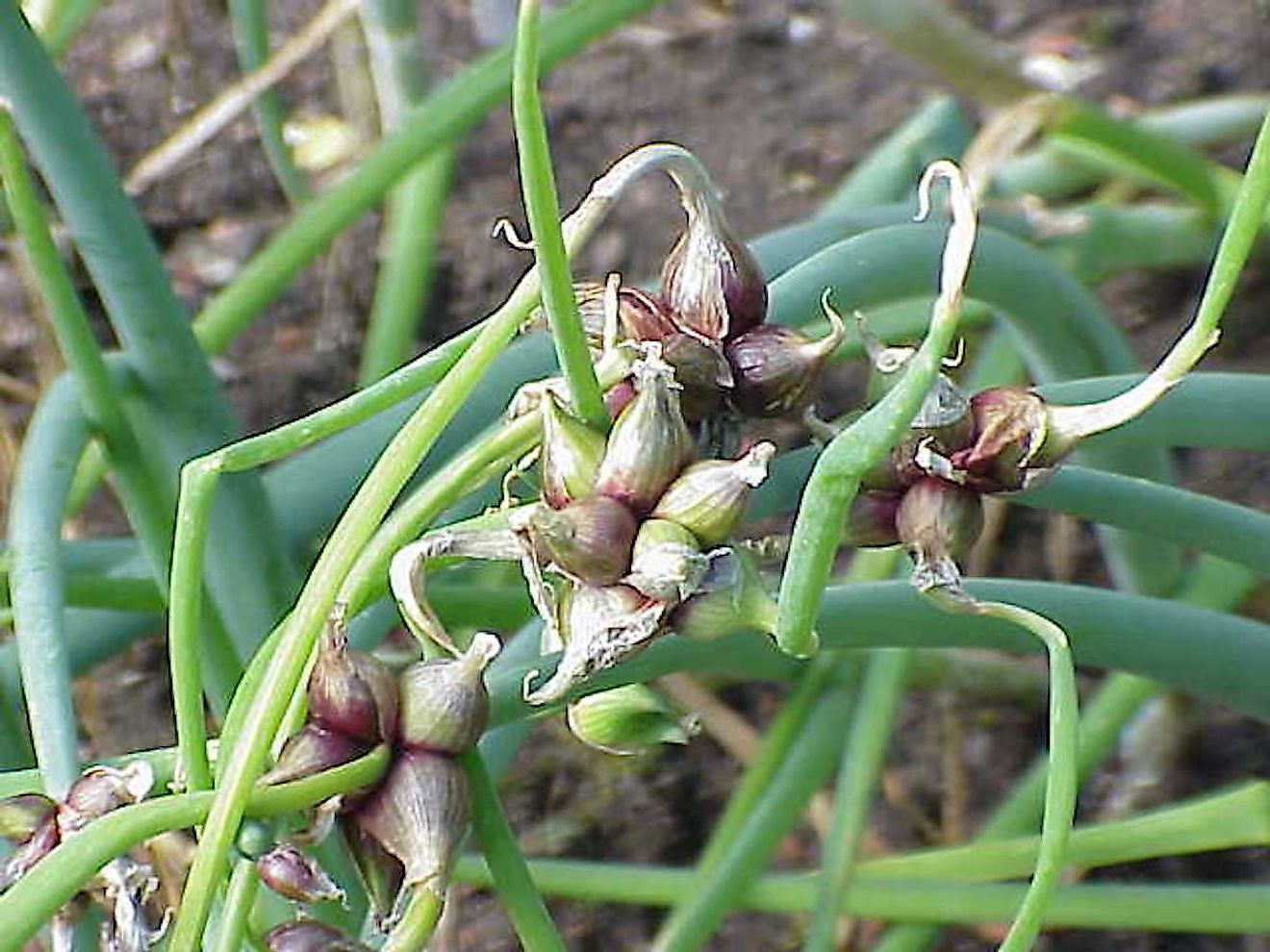 Tree onions" form clusters of small bulbs instead of flowers. Image credit: Kurt Stüber/Wikimedia.org