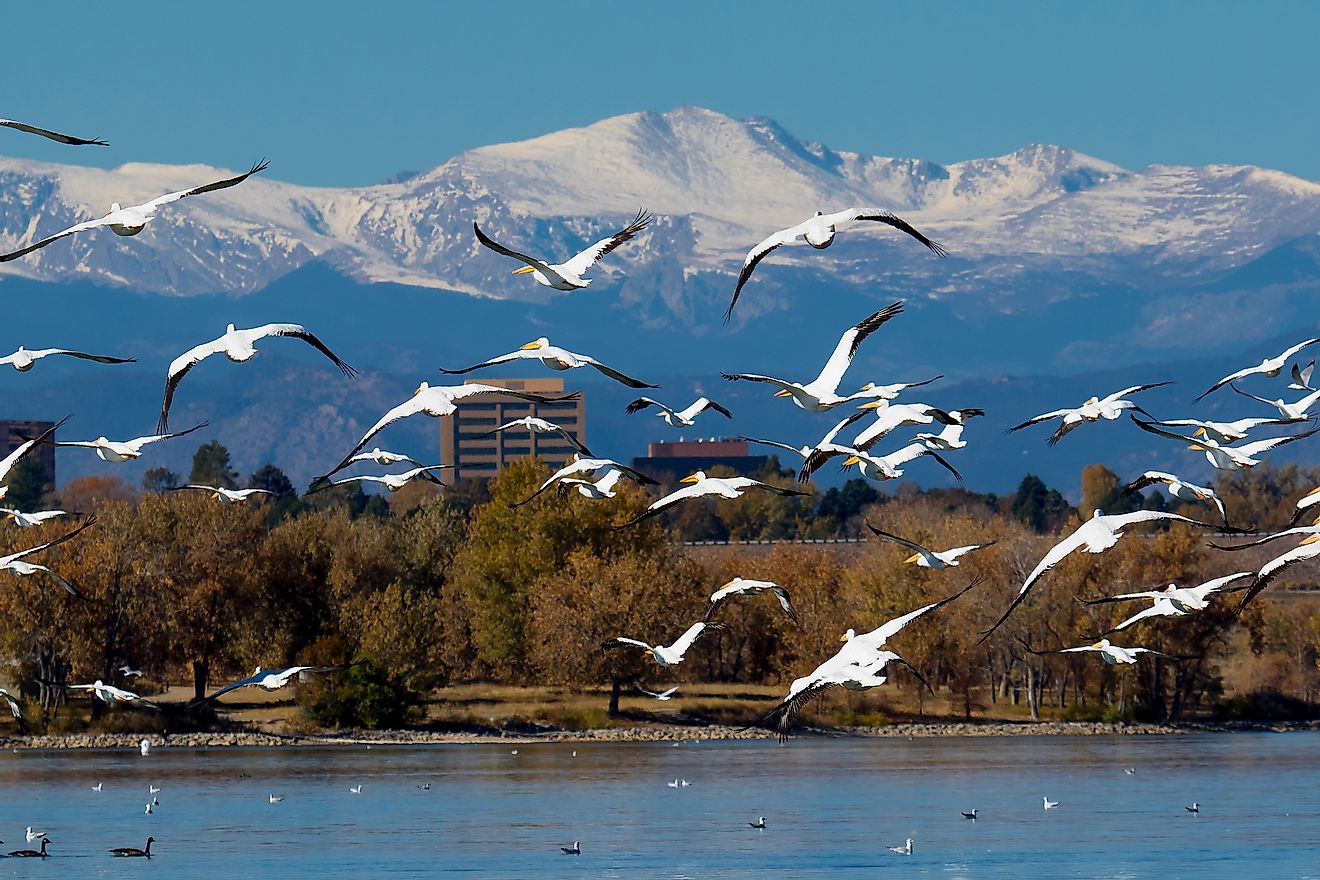 Autumn migration of American white pelicans at Cherry Creek State Park in suburban Denver, Colorado.