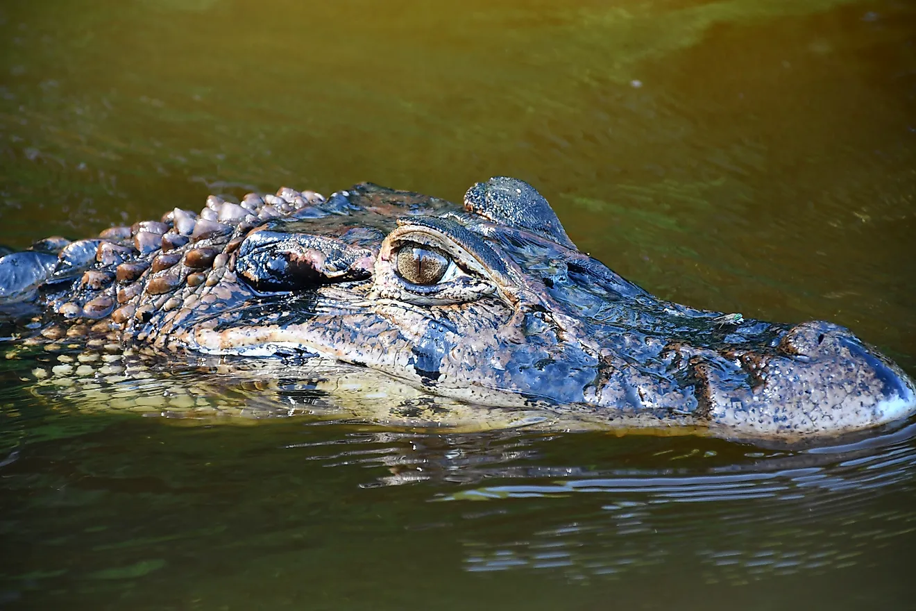 Black caiman (Melanosuchus niger)