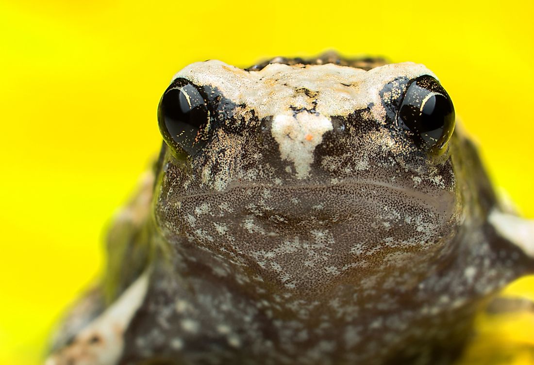 A Painted Narrowmouth Toad.