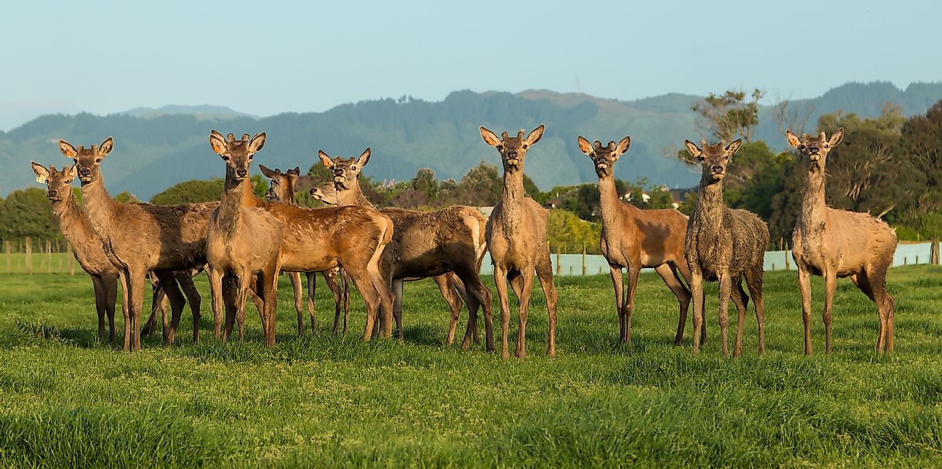 Herd of deer on a New Zealand farm. Image credit: Ross Gordon Henry/Shutterstock.com