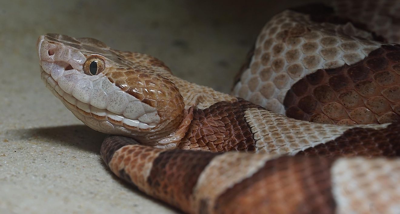 A copperhead snake. 