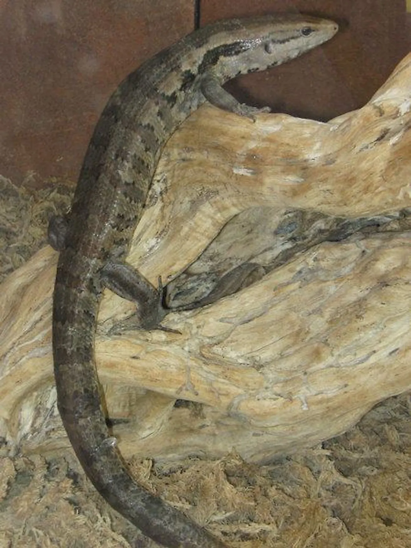 The terror skink. Image credit: alchetron.com