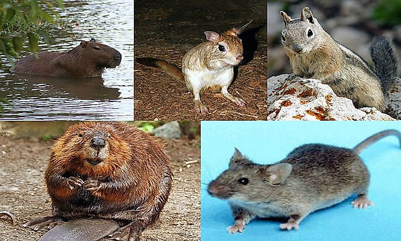 Rodents are the most diversified mammalian order, representing about 40% of all mammals.