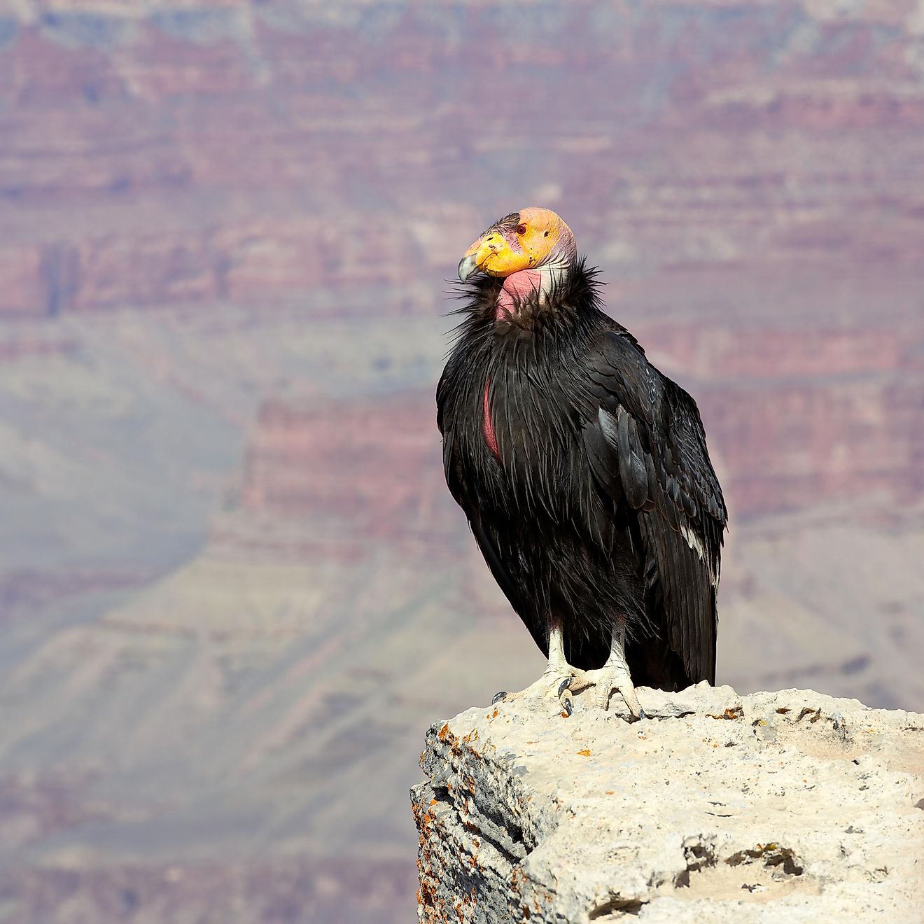 With only several hundred living in the wild today, the critically endangered California Condor lists among the world's rarest birds.