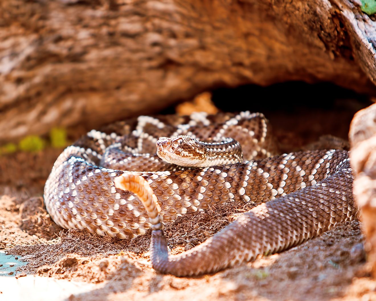 Dangerous South American rattlesnake (Crotalus durissus) on sand. Image credit: Susan Schmitz/Shutterstock.com
