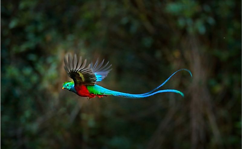 Flying Resplendent Quetzal