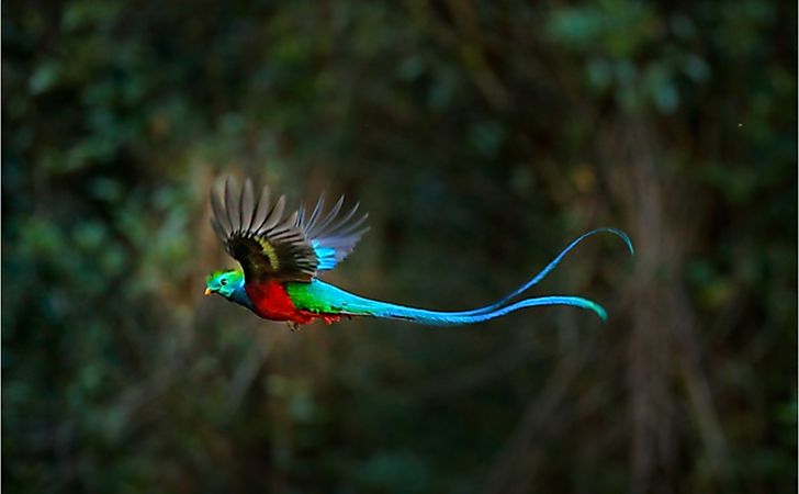 Flying Resplendent Quetzal