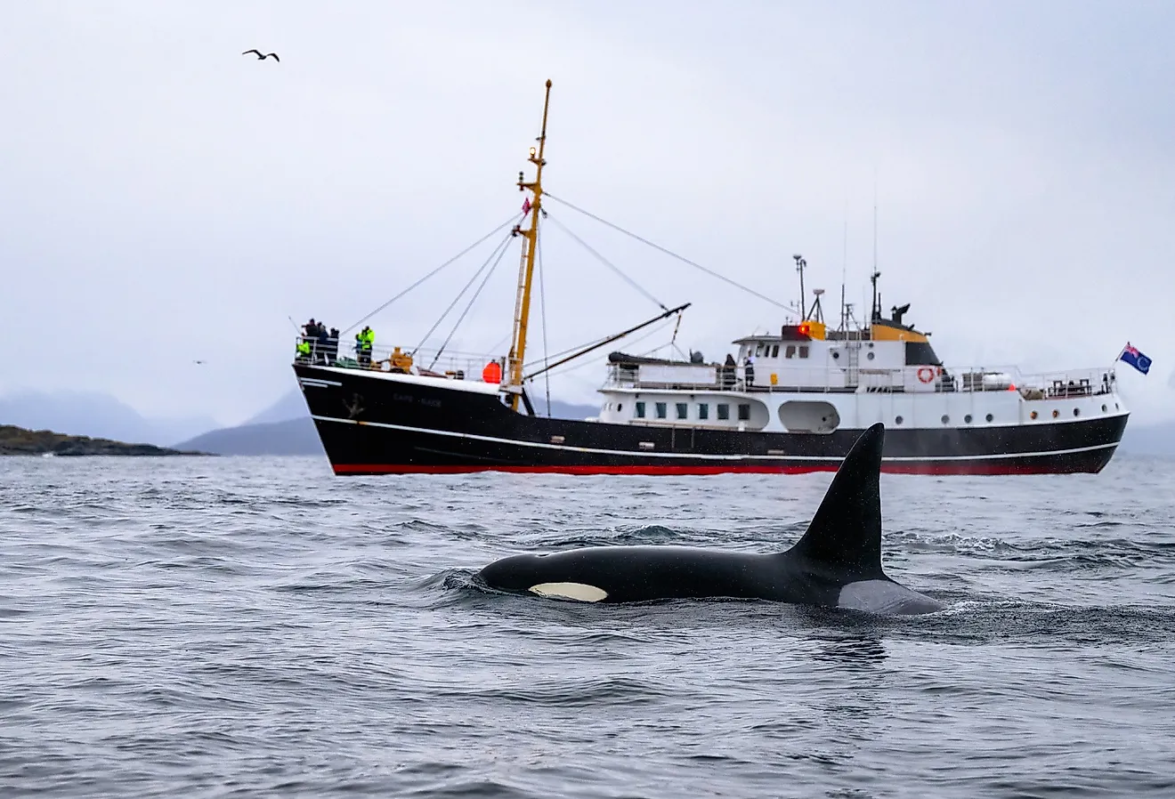 Orca killer whale (Orcinus orca) spotted at whale watching outside Skjervøy, Tromsø, Norway.
