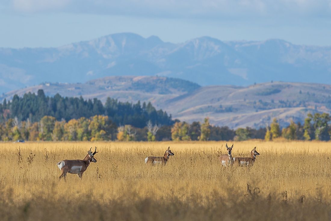 Pronghorns in the grasslands of Wyoming.