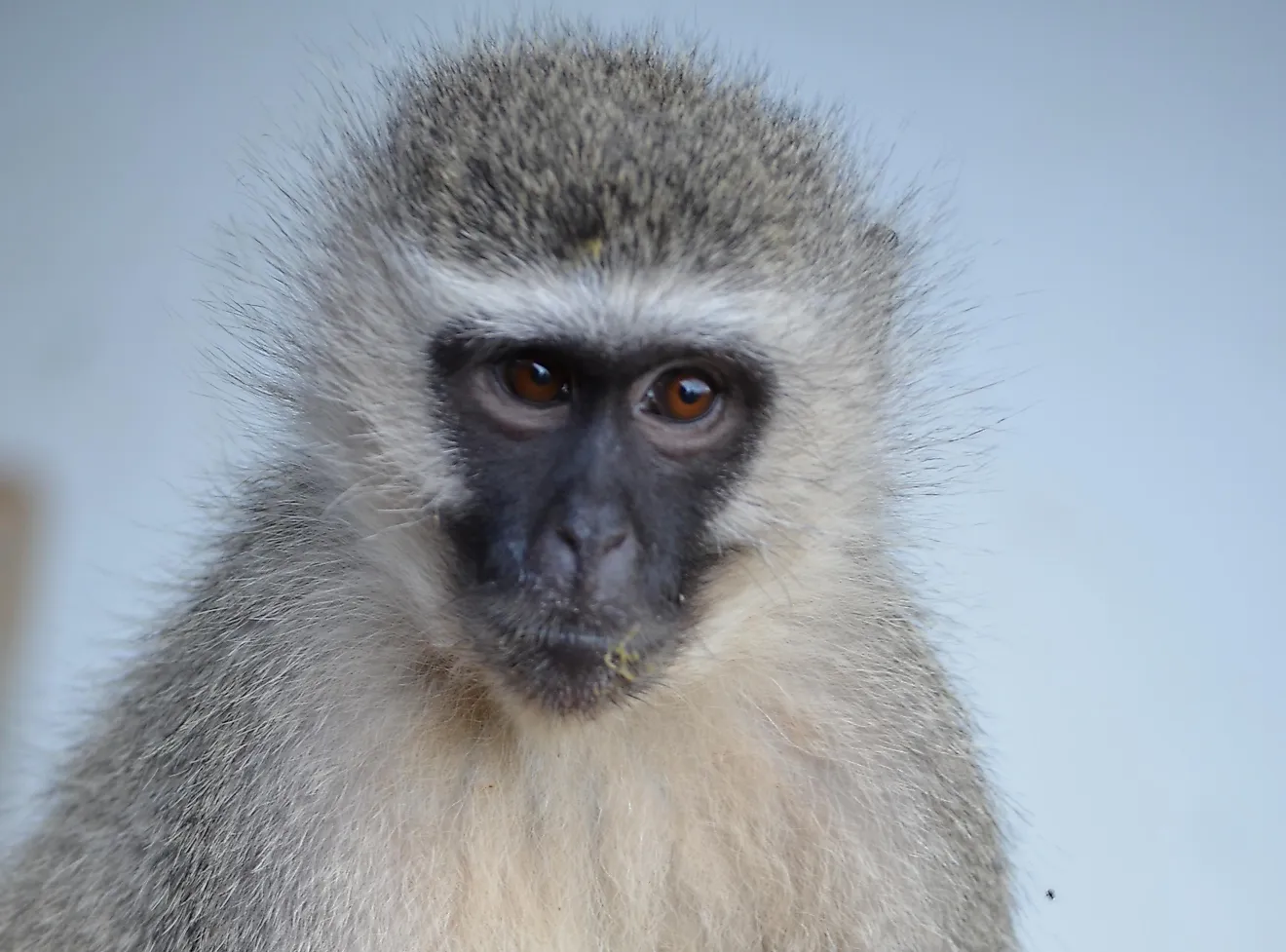 A female vervet monkey at Bambelela Wildlife Care NPC and Vervet Monkey Rehabilitation in South Africa. Photo credit: Bambelela.