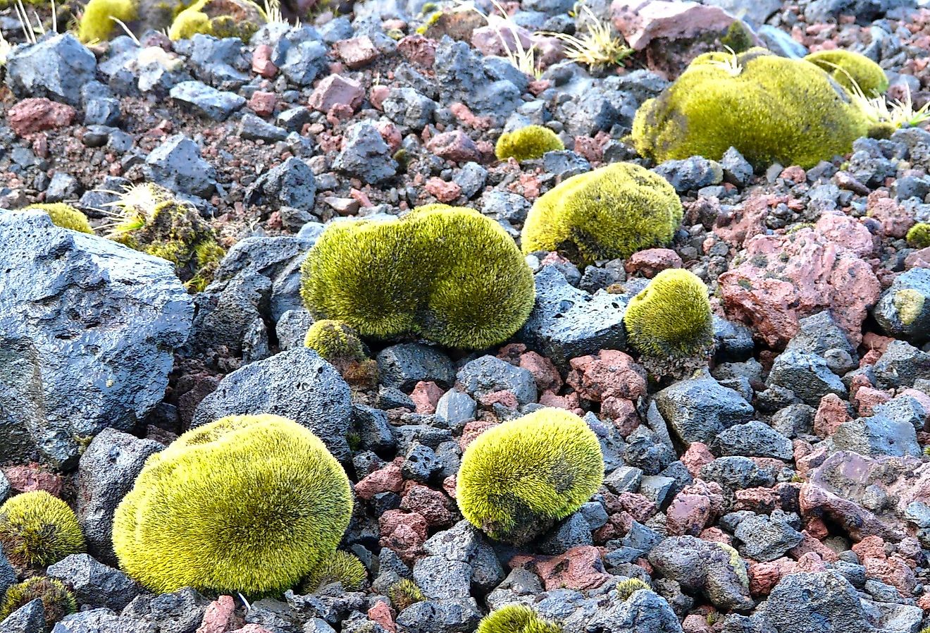 Glacier mice, host to microscopic creatures. Image credit franek2 via Wikimedia Commons.