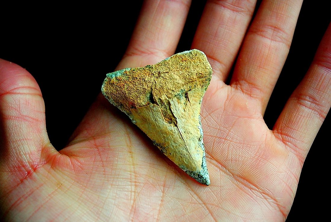 Shark tooth fossil