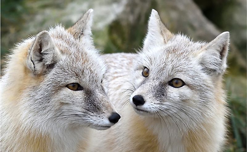  Corsac Fox (Vulpes corsac) is found in Turkmenistan.