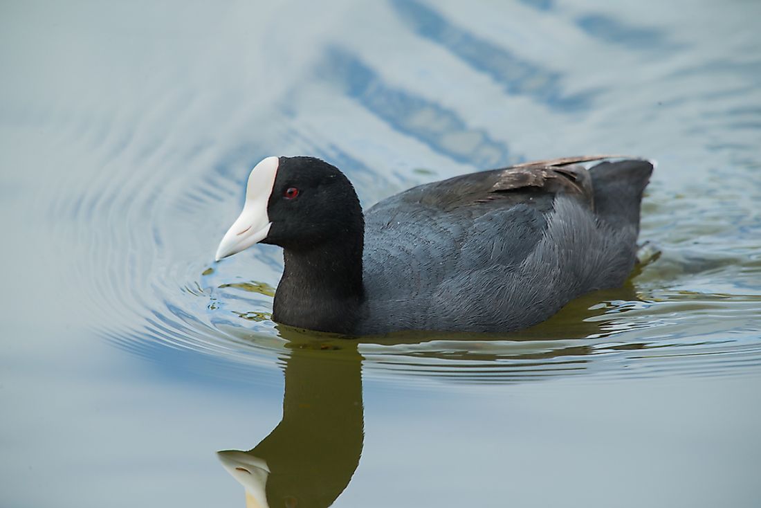 A Hawaiian coot. 