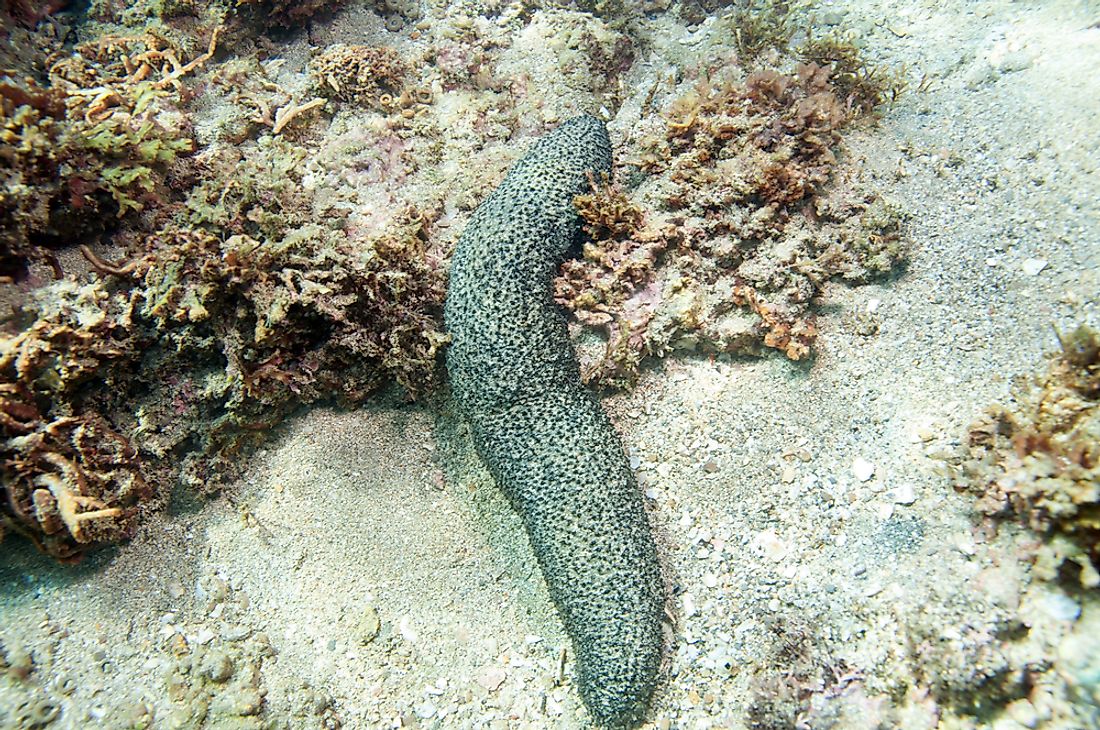 Sea cucumbers are named for their cucumber-like appearance. 