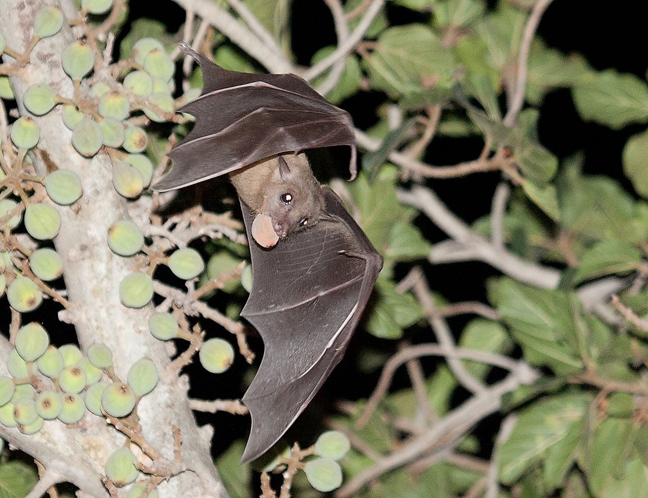 Bats can make cute pets but it is best to leave them in their wild natural habitat. Image credit: Вых Пыхманн/Wikimedia.org