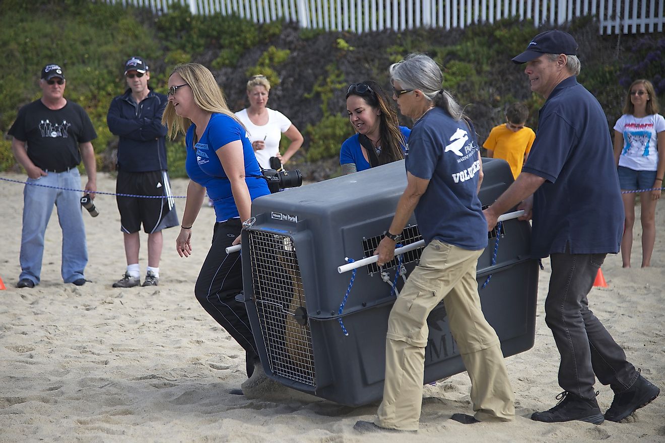 Volunteers from the Pacific Marine Mammal Rescue Center in Laguna Beach assisted with the release of four Sea Lions rehabilitated at the center. Image credit: Sheila Fitzgerald/Shutterstock.com