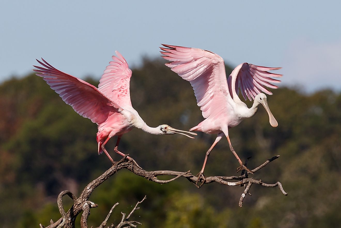 Roseate spoonbills. Image credit: DMS Foto/Shutterstock.com