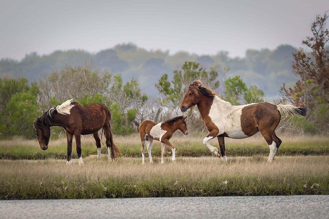 A family of wild horses in the marsh on Assateague Island, Maryland.