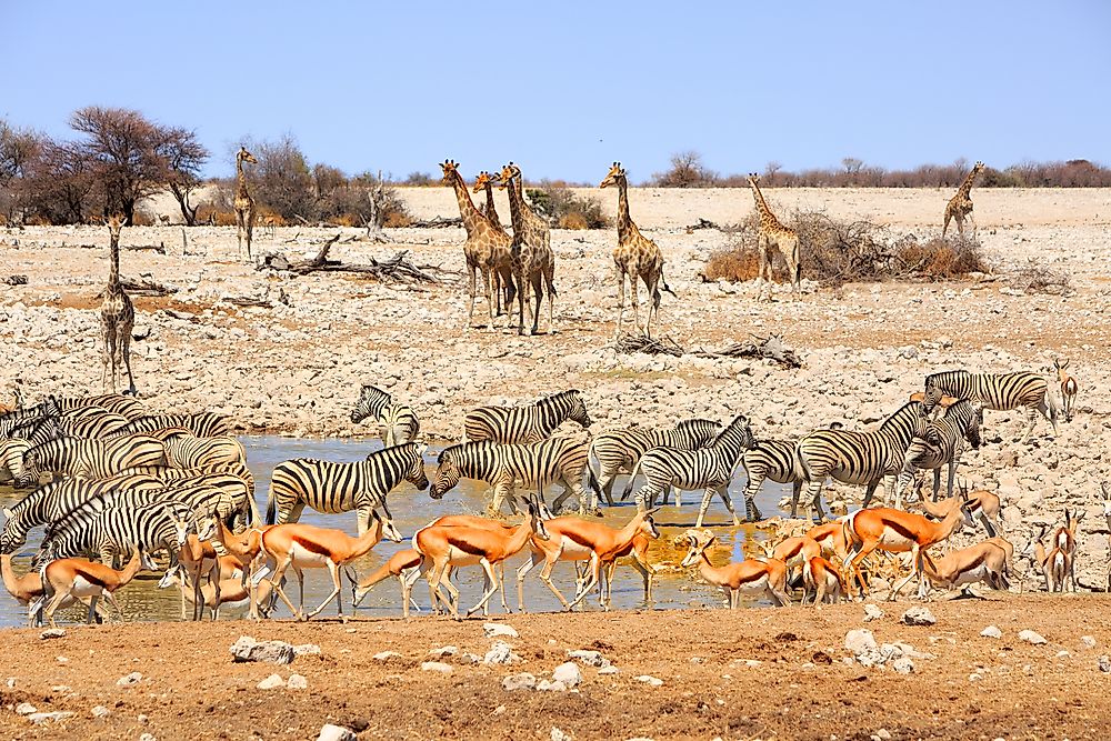 Wildlife in Namibia.