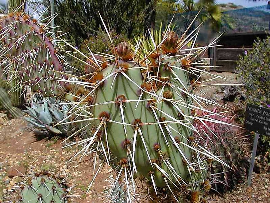 A Cactus Plant With Its Sharp Spines