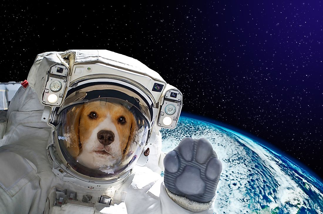 Several species of animals have been sent into space, including several dogs. 