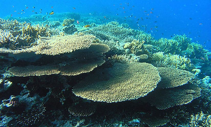 Coral Reef in the Southern Red Sea region.