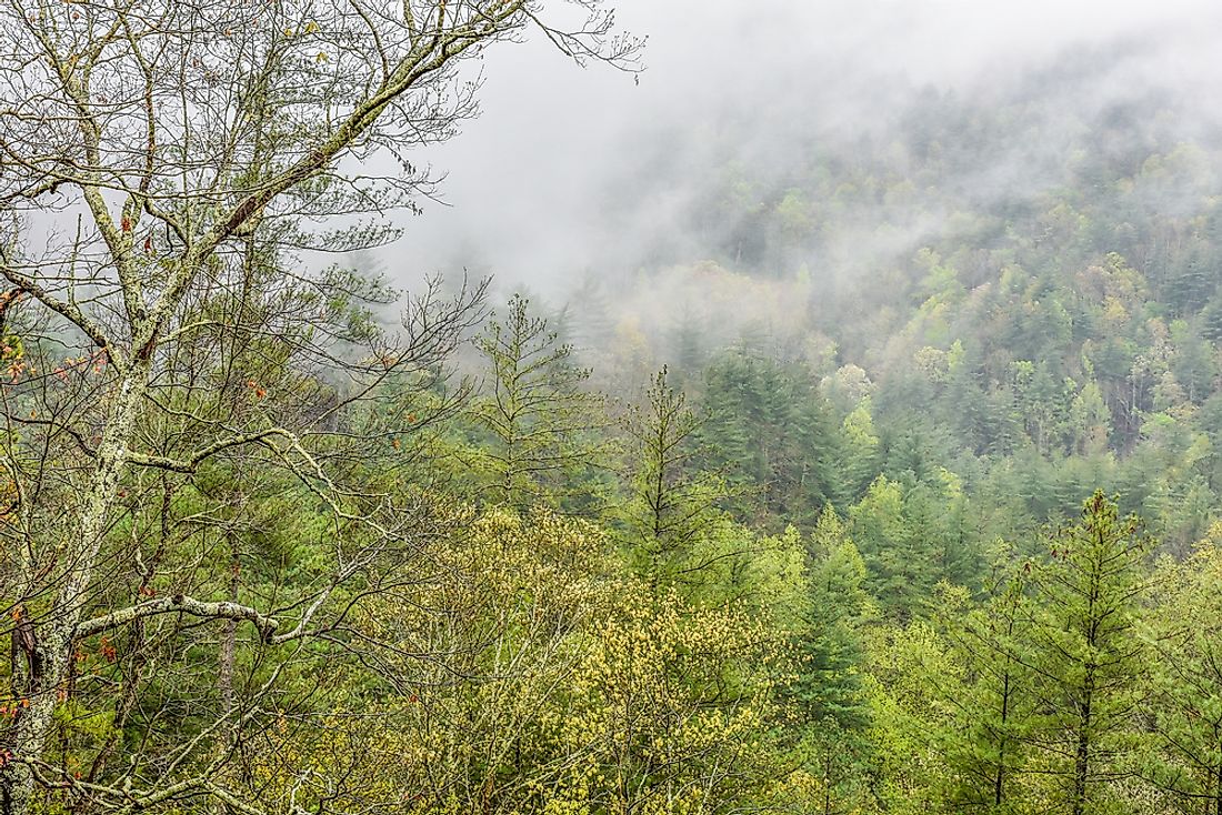 Forestry is an important part of the economy of the US state of Georgia. 