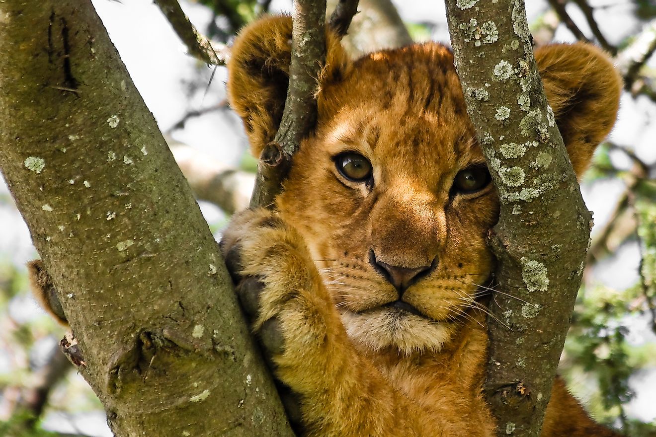 Lion Cub in a tree in Serengeti National Park.  Image Credit: Nickolay Stanev / Shutterstock.com