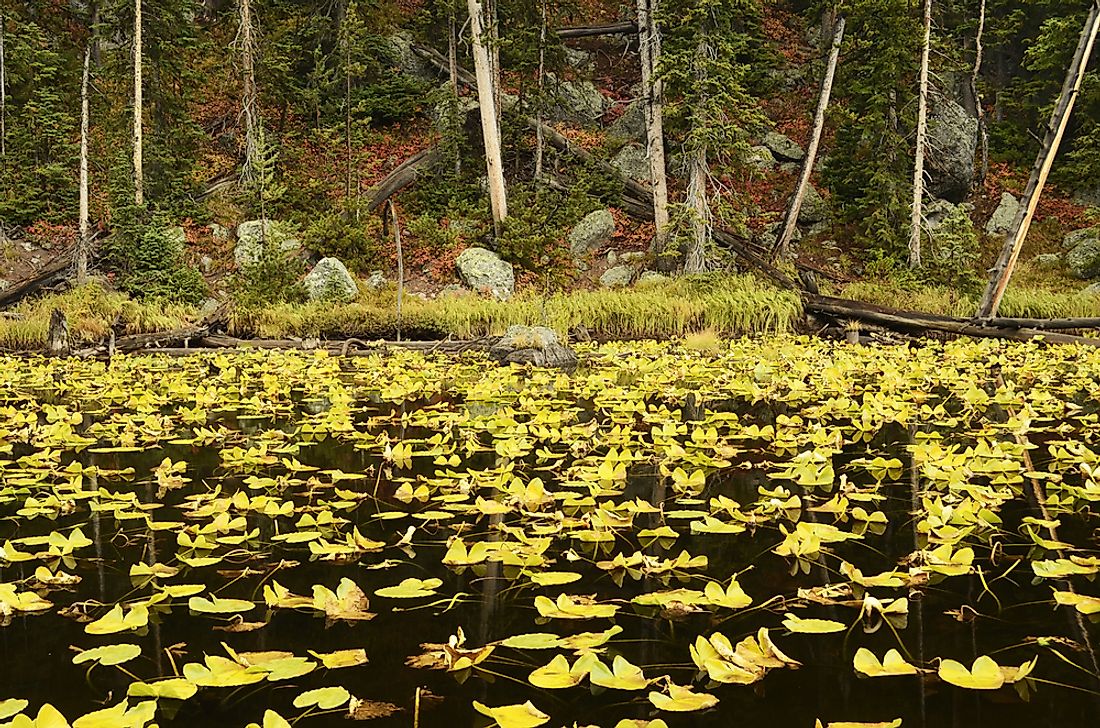Isa Lake is often covered with yellow pond lilies during summer.