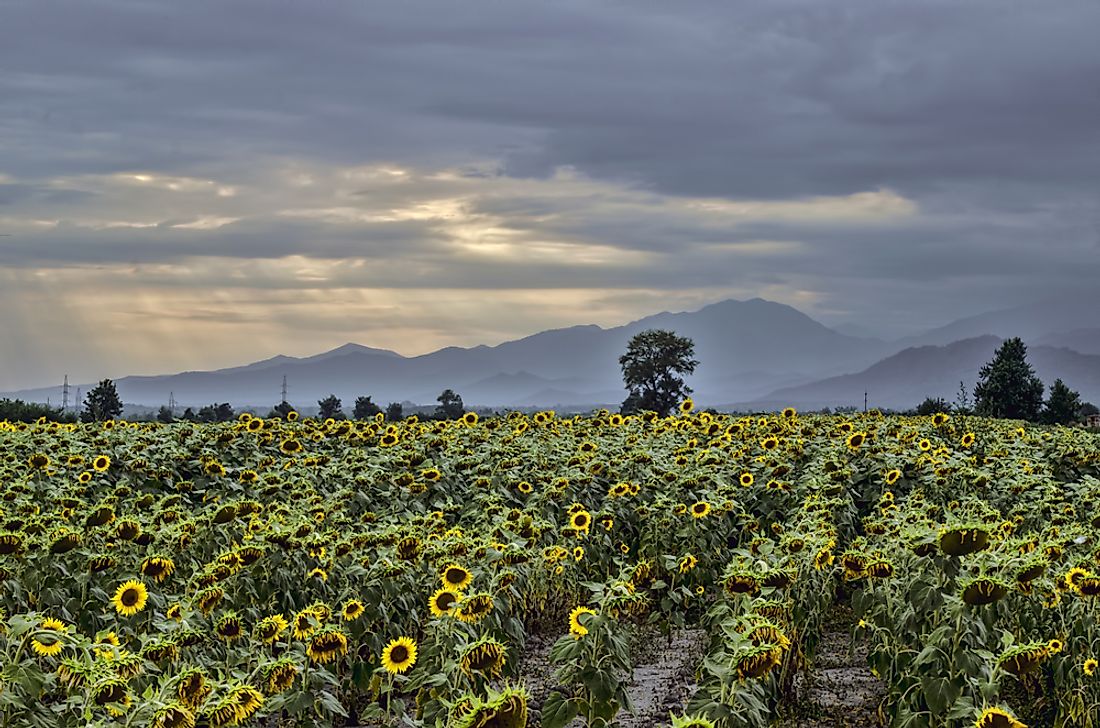 Agriculture plays an important role in Azerbaijan's economy. 