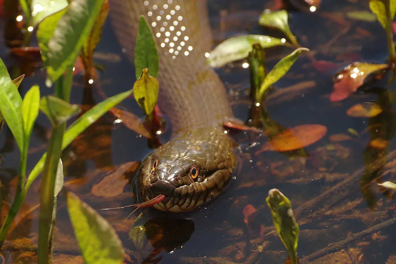 Northern watersnake swimming in shallow water.