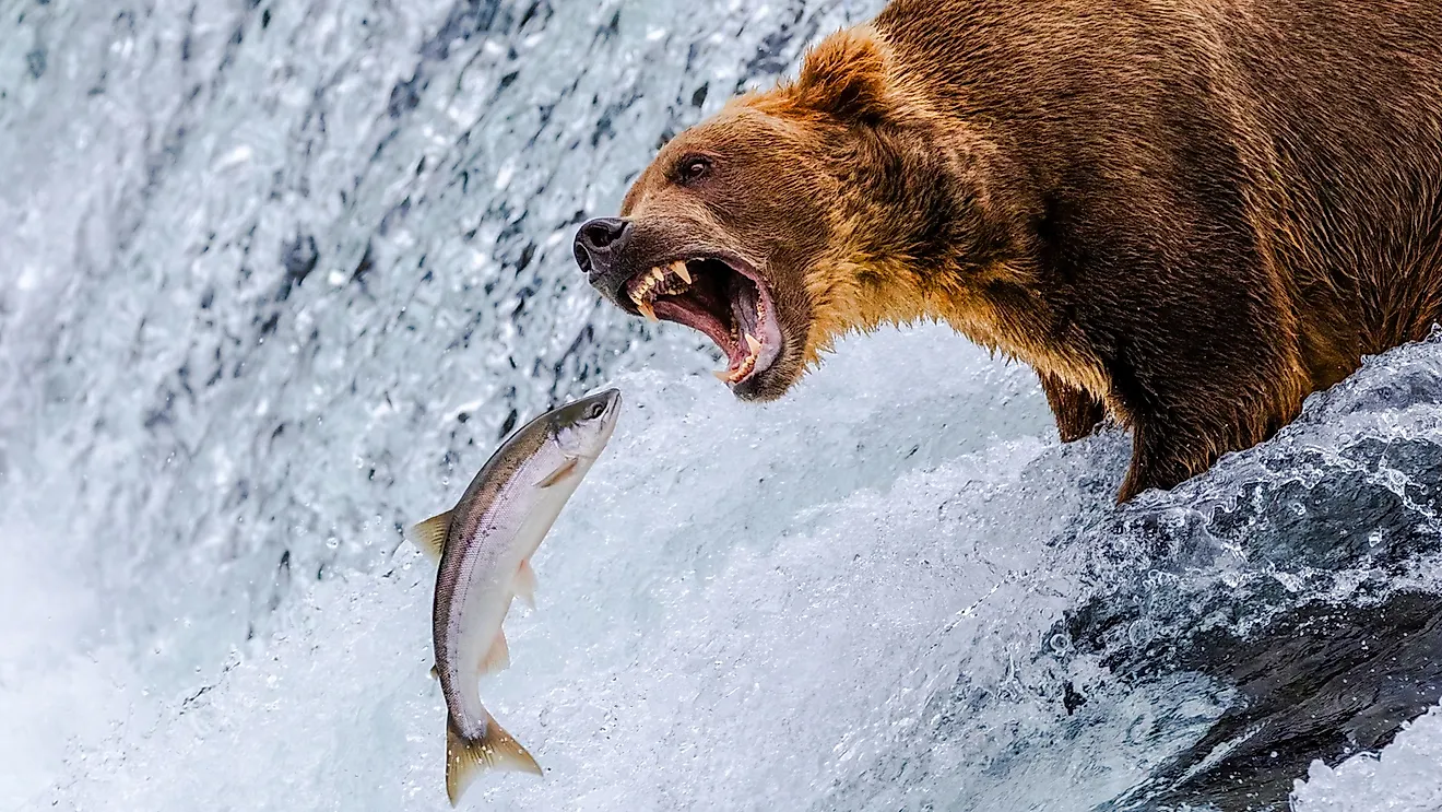 Grizzly bear with an open mouth, roaring at a salmon mid-air as it jumps upstream in a rushing waterfall, captured in wild action.