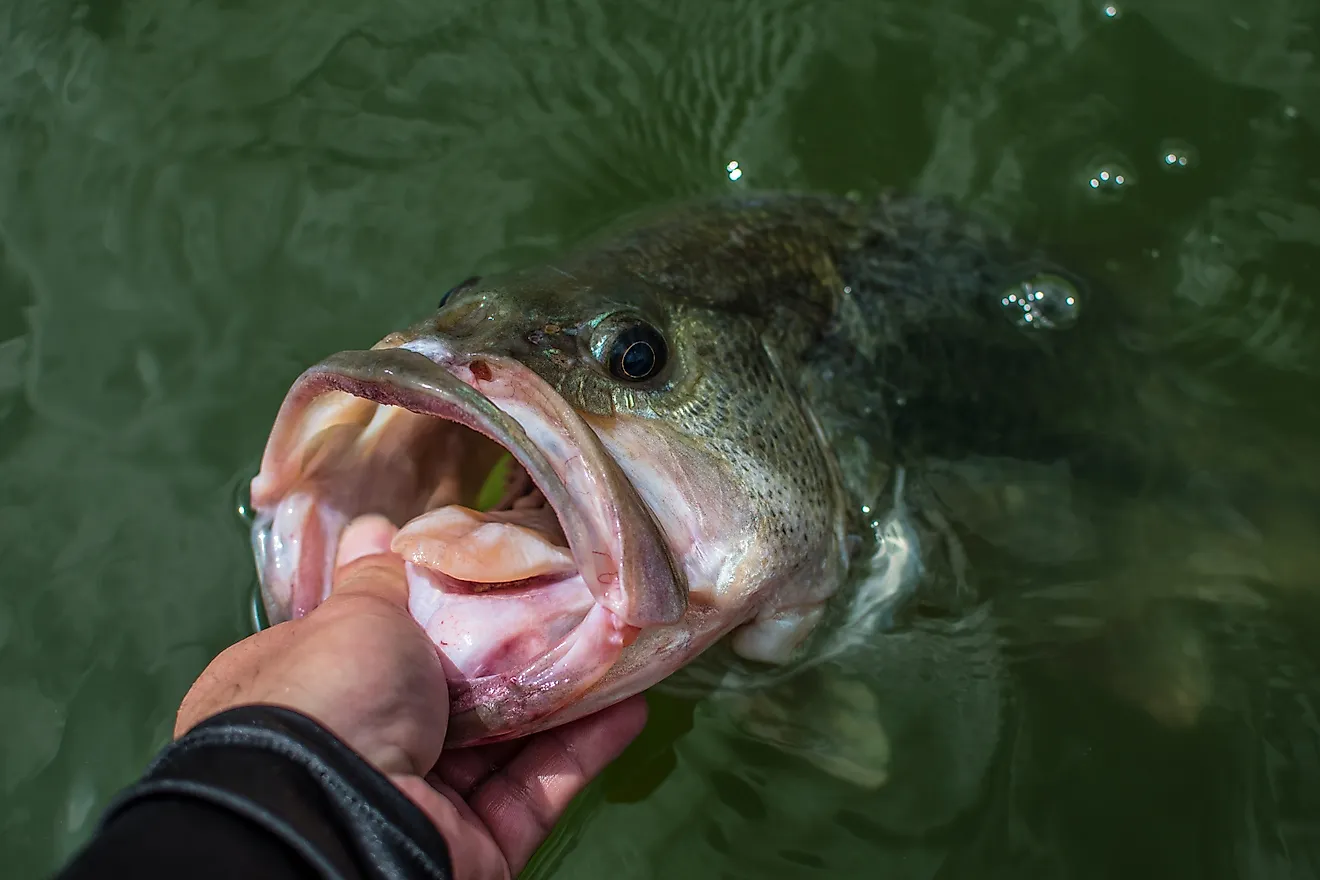 Large Mouth Bass being held. 