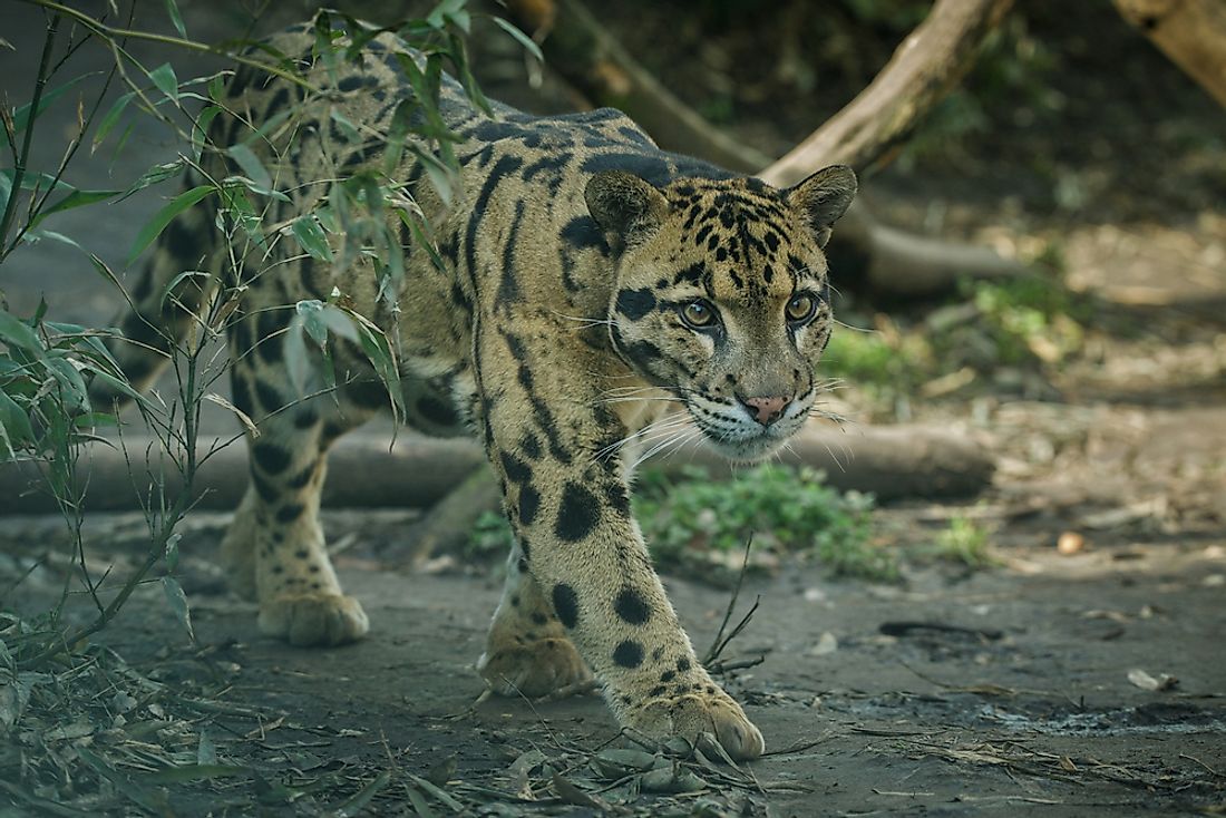 Animals Native to China - WorldAtlas