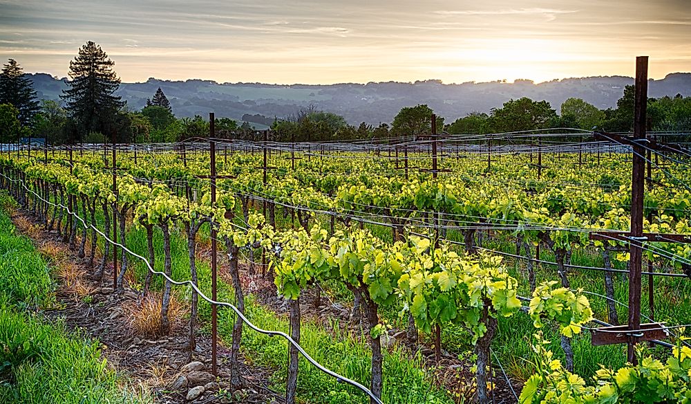 California's Wine Country is a popular tourism region.