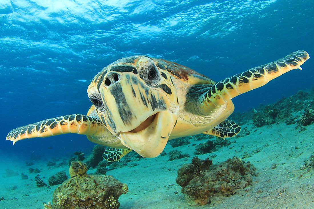 The hawksbill turtle is dangerously endangered. 