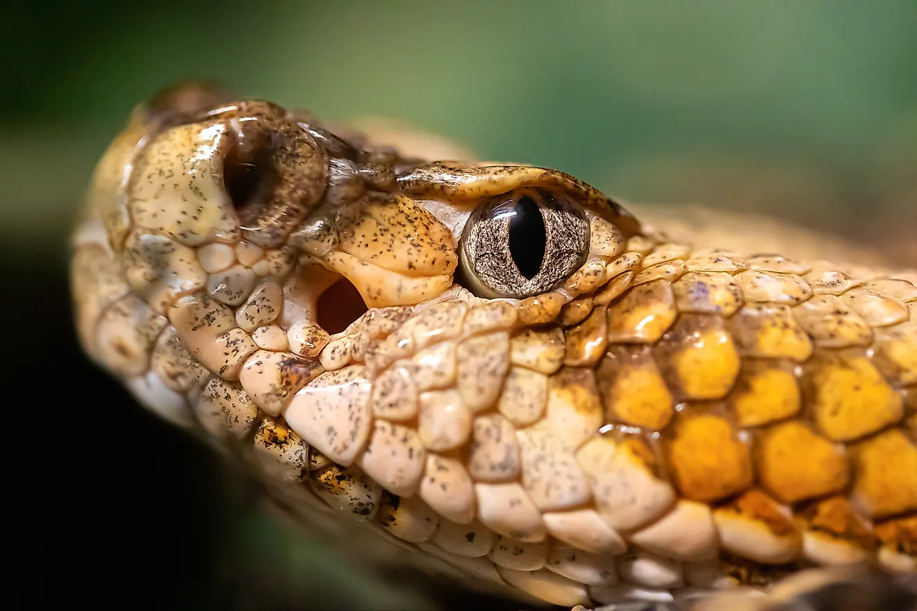 A macro photo of a Timber Rattlesnake, Crotalus horridus