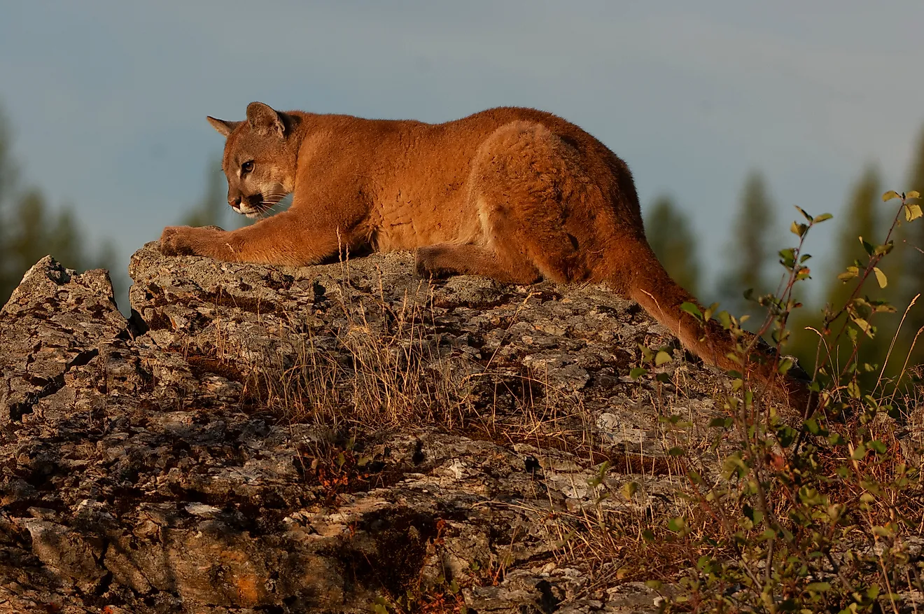 A Mountain Lion stalks prey on the boundary of Glacier National Park in Montana. 